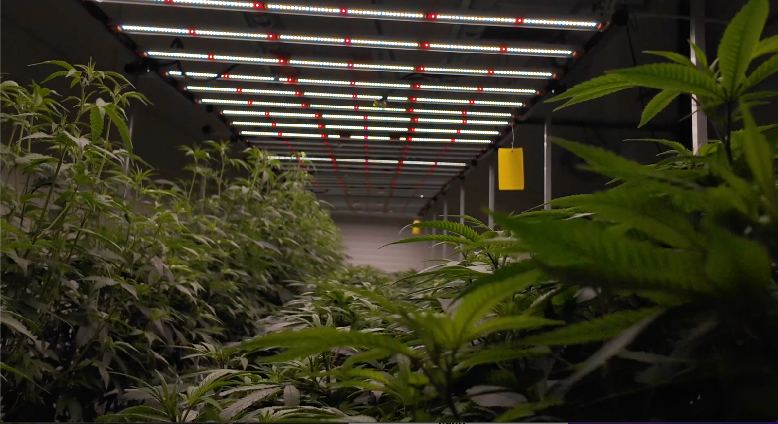 Mentoría cannabis 2026